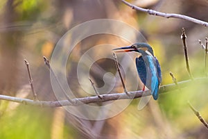 Image of bird Common Kingfisher Alcedo atthis