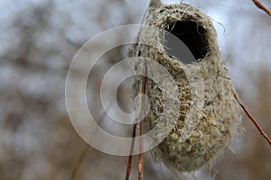 Image of bird nest tree background