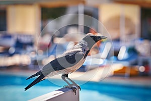 Image of a bird over pool in the resort