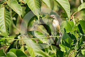 Image of a bird perched on a green leaf. Wild Animals.