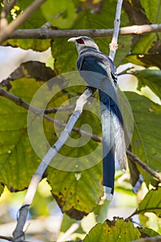 Image of bird perched on a tree branch.