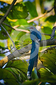 Image of bird perched on a tree branch.