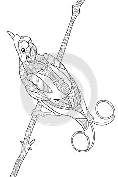 Adult coloring page,book a bird image for relaxing. photo