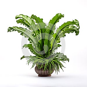 Image of bird\'s nest fern in plant pot on white background. Illustration, Generative AI