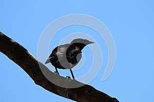An image of a bird sitting on a branch in the blue background.