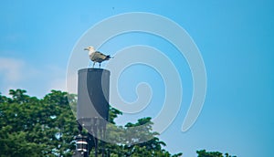 Image of bird on the tower