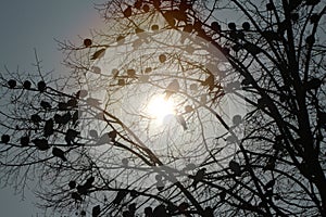 Image of birds on dried branches with sun in the background.