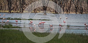 Image of birds in flooded Lake Nakuru, Kenia