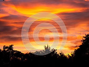 Image of birds flying during colorful sunset over trees