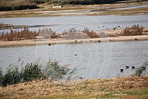 Wildlife at RSPB Minsmere