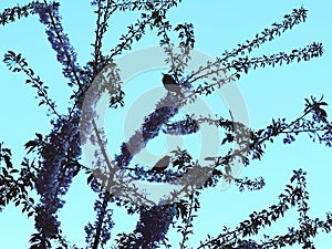 Image of birds at tree on the sky .