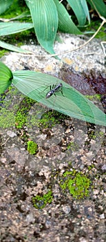 image of a black ant on a leaf.
