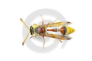 Image of black back mud-wasp isolated on white background. Animal. Insect