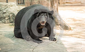 Image of a black bear or Buffalo Bear ,wildlife animal