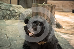 Image of a black bear or Buffalo Bear ,wildlife animal