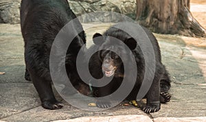 Image of a black bear or Buffalo Bear ,wildlife animal