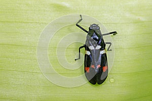 Image of black beetle on green leaves. Insect. Animal