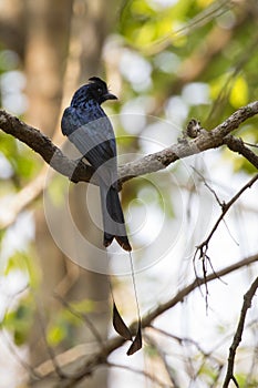 Image of black bird Racket-tailed Drongo on the branch on natu