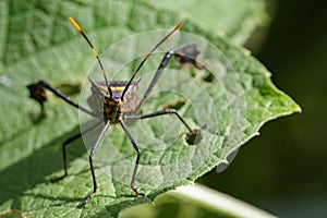 Image of black bughemiptera on a green leaf. Insect.