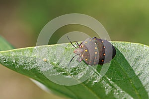 Image of black bughemiptera on a green leaf. Insect.