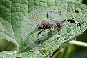 Image of black bughemiptera on a green leaf. Insect. Animal