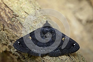 Image of black butterflyMoth on tree. Insect.