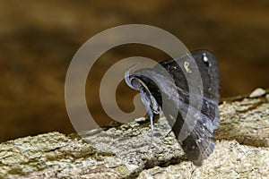 Image of black butterflyMoth on tree. Insect.