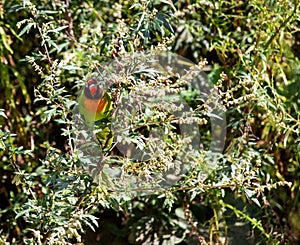 Image from a black-cheeked lovebird sitting in a bush