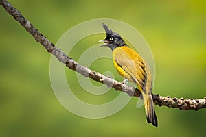 Image of Black-crested Bulbul Rubigula flaviventris perched on a branch on nature background. Bird. Animals
