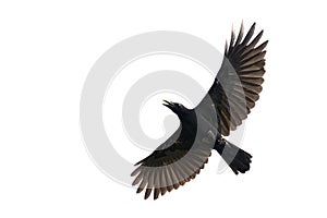 Image of black crow flying on white background.