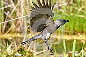 Image of black crow flying on white background.