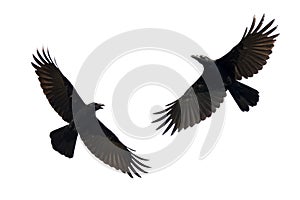 Image of black crow flying on white background. Animal.
