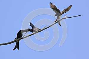 Image of Black DrongoDicrurus macrocercus on a twig.