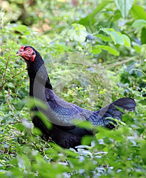 Image of a black hen