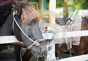 Image of a Black horse , beautiful black horse ,Head of a black