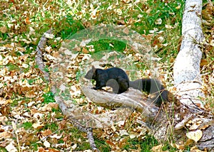 Image of Black Squirrel in the Woods. Alberta, Canada
