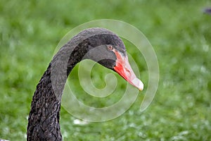 black swan head looking straight into the frame