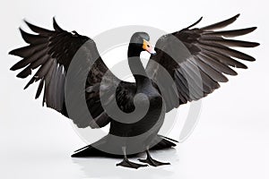 Image of black swan spreads its wings gracefully on white background. Bird, Wildlife Animals. Illustration, Generative AI
