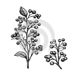 image is a black and white drawing of two branches of a plant with berries