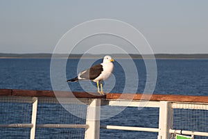 Image of a black-and-white Seagull sitting on the railing of the deck of the ship