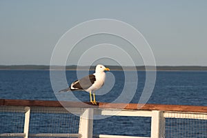 Image of a black-and-white Seagull sitting on the railing of the deck of the ship