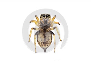 Image of bleeker`s jumping spider Euryattus bleekeri on white background. View from the bottom. Insect. Animal