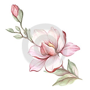 Image of blooming magnolia branch. Watercolor illustration. photo