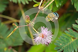 Image of blue banded bee on purple flowers. Insect. Animal