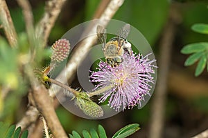 Image of blue banded bee on purple flowers. Insect. Animal