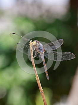 Image of Blue Chaser dragonflyPotamarcha congner on a branch.