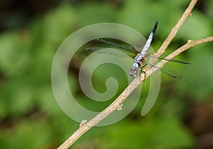 Image of blue dasher butterflyBrachydiplax chalybea on green l