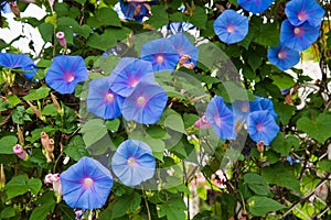 Image of a Blue flower of Morning Glory Ipomoea in the garden photo