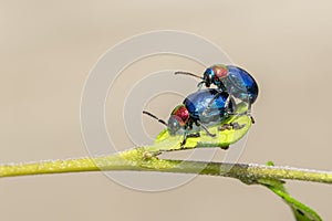 Image of blue milkweed beetle it has blue wings and a red head couple make love on a natural background. Insect. Animal