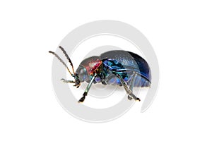 Image of blue milkweed beetle it has blue wings and a red head isolated on white background. Insect. Animal